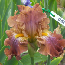 KAVIARNIA KOKHANNIA_