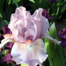LILLA-ROSA