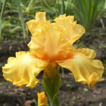 OSANNA_OSENI_