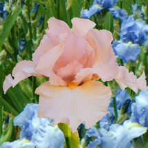 TANETS_FLAMINGO