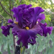 UKRAINIAN GRACE