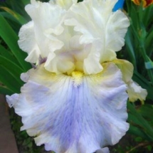 Bilopillia