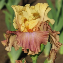 Maibuttia