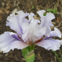 Nebesna Horlytsia