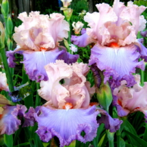 Vals Kokhannia