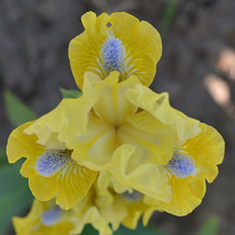 ROSA_NA_SONTCI