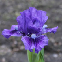 Plastylinova Vorona