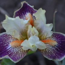 HANNUSIA (B.PRAVDYVY)
