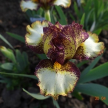 PERSEI (Лукава 2019) (2)