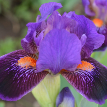 TURKENIA (B. PRAVDYVY)