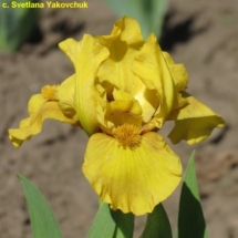 АКОЛІФ ‘Akolif Зображення з інтернет-ресурсу httpwiki.irises.org