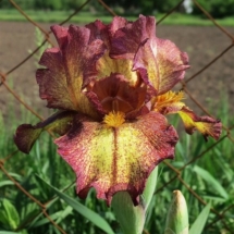 БЕРЕГ ЗАКОХАНИХ ‘Bereh Zakokhanykh’Зображення з інтернет-ресурсу wiki.irises.org