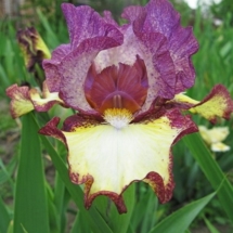 ГРОМОВИЦЯ ‘Hromovytsia’Зображення з інтернет-ресурсу wiki.irises.org