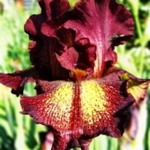 ДИВО-ПРЯДИВО ‘Dyvo-Priadyvo’Зображення з інтернет-ресурсу wiki.irises.org