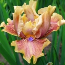 ЛІСОВА КРИНИЧКА ‘Lisova Krynychkak’Зображення з інтернет-ресурсу wiki.irises.org