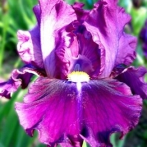 НАМИСТИНКА НА ХМАРЦІ ‘Namystynka Na Khmartsi’Зображення з інтернет-ресурсу wiki.irises.org