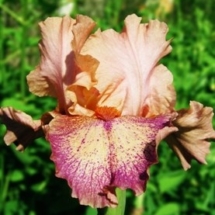 ПО ДОРОЗІ В КАЗКУ ‘Po Dorozi V Kazku’Зображення з інтернет-ресурсу wiki.irises.org