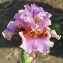 ПРИСУТНІСТЬ ЯНГОЛА ‘Prysutnist Yanhola’Зображення з інтернет-ресурсу wiki.irises.org