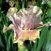 ПТАШЕЧКА ‘Ptashechka’Зображення з інтернет-ресурсу wiki.irises.org