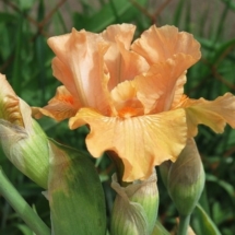 СВІТАНКОВІ ПЕРЛИ ‘Svitankovi Perly’Зображення з інтернет-ресурсу wiki.irises.org