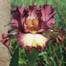 СТЕПОВИЙ ВОГНИК ‘Stepovyi Vohnyk’Зображення з інтернет-ресурсу wiki.irises.org