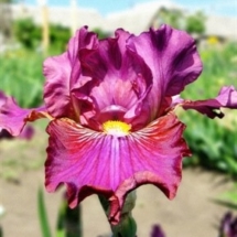 СУНИЧНЕ ЛІТО ‘Sunychne Lito’Зображення з інтернет-ресурсу wiki.irises.org