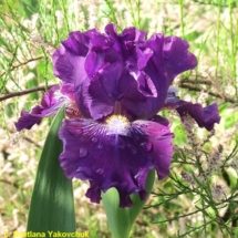 ХОЛОДНІ РОСИ ‘Kholodni Rosy’ Зображення з інтернет-ресурсу wiki.irises.org