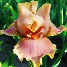 ЦВІТУТЬ ВЕСНЯНКИ ‘Tsvitut Vesnianky’Зображення з інтернет-ресурсу wiki.irises.org