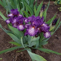 Oryginalka