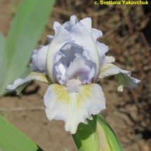 БОКАЖ ‘Bokazh’Зображення з інтернет-ресурсу httpwiki.irises.org