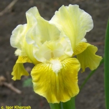 ДАРИ ТРЬОХ ЦАРІВ ‘Dary Triokh Tsariv’Зображення з ресурсу wiki.irises.org
