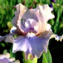 ДРІАДА В ТАНЦІ ‘Driada V TantsiЗображення з інтернет-ресурсу httpwiki.irises.org