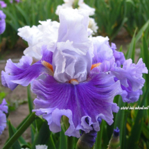 ҐІПАНІС ‘Gipanis’