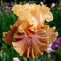 MEDOVA FEYERIYA МЕДОВА ФЕЄРІЯ (Eugene Nazarov, R. 2021) Seedling U-224-CA-NE. TB. 33 (84 cm). M.