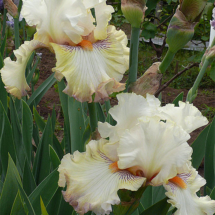 'Vanilnyi Zefir'