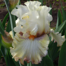 'Vanilnyi Zefir' TB_2021