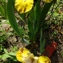 AChernoguz_1417_ MisterFrog _ SDB _2021_photobyAllaChernoguz (2