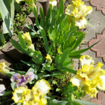 YAYTSE RAYTSE1 (3)