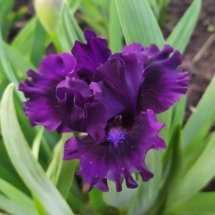 ФЛОРІСЬЄНТА 'Floricienta' (Iryna Lukava, R. 2020).