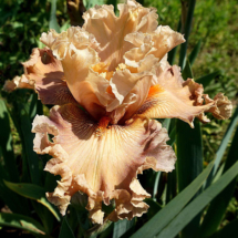 E.Nazarov_U-342K2-A-NE_Osinnya-Kazka E.Nazarov_U-342K2-A-NE_Osinnya-Kazka