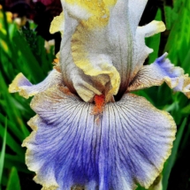 ENazarov_U-622-B-NE_Nebesna-Korona ENazarov_U-622-B-NE_Nebesna-Korona