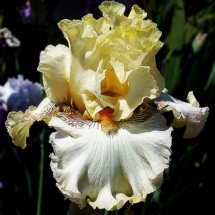 ENazarov_U-629-C-NE_Osinniy-Akord-1 ENazarov_U-629-C-NE_Osinniy-Akord-1