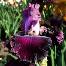 ENazarov_U-666-A-NE_Oksamytovyy-Palantin ENazarov_U-666-A-NE_Oksamytovyy-Palantin