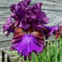 ENazarov_U-820-A-NE_Rizdvyani-Zabahanky ENazarov_U-820-A-NE_Rizdvyani-Zabahanky