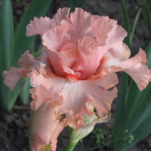 Закохане Літо . ( Zakokhane Lito ) , TB , 85 , EM Закохане Літо . ( Zakokhane Lito ) , TB , 85 , EM