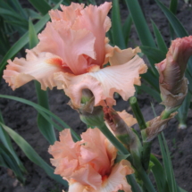 Закохане Літо ( Zakokhane Lito ) , TB , 85 , EM Закохане Літо ( Zakokhane Lito ) , TB , 85 , EM